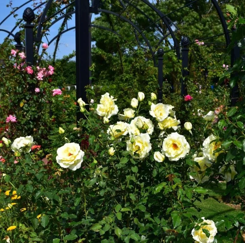 Light Yellow Hybrid Tea Rose Plant Live, 5-8 Inch Tall Bush Starter, Fragrant Outdoor Garden Rose Light Yellow Hybrid Tea Rose Plant Live, 5-8 Inch Tall Bush Starter, Fragrant Outdoor Garden Rose - Image 6