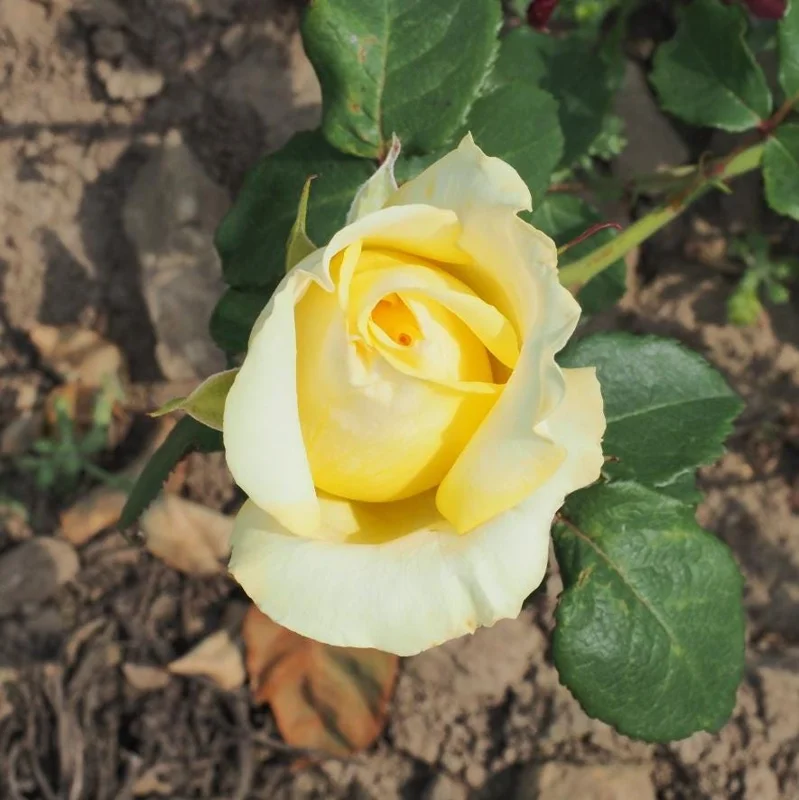 Light Yellow Hybrid Tea Rose Plant Live, 5-8 Inch Tall Bush Starter, Fragrant Outdoor Garden Rose Light Yellow Hybrid Tea Rose Plant Live, 5-8 Inch Tall Bush Starter, Fragrant Outdoor Garden Rose - Image 7