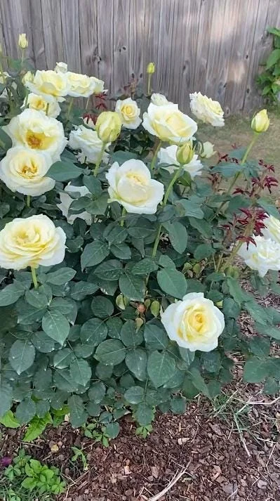 Light Yellow Hybrid Tea Rose Plant Live, 5-8 Inch Tall Bush Starter, Fragrant Outdoor Garden Rose Light Yellow Hybrid Tea Rose Plant Live, 5-8 Inch Tall Bush Starter, Fragrant Outdoor Garden Rose - Image 8