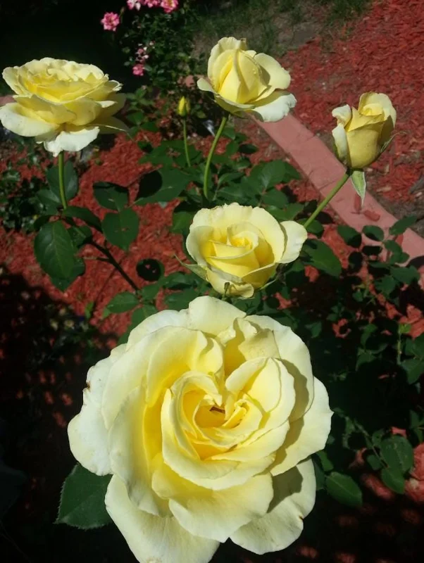 Light Yellow Hybrid Tea Rose Plant Live, 5-8 Inch Tall Bush Starter, Fragrant Outdoor Garden Rose Light Yellow Hybrid Tea Rose Plant Live, 5-8 Inch Tall Bush Starter, Fragrant Outdoor Garden Rose - Image 9