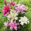 Lily Flower Seeds - 100 Perennial Seeds for Outdoor & Indoor Planting - Image 1