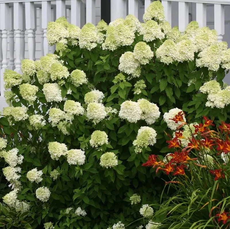 Lime Light Hydrangea Bare Root Plant - 2 Pack, 1-2 ft Tall, Outdoor Shrub Lime Light Hydrangea Bare Root Plant - 2 Pack, 1-2 ft Tall, Outdoor Shrub - Image 2