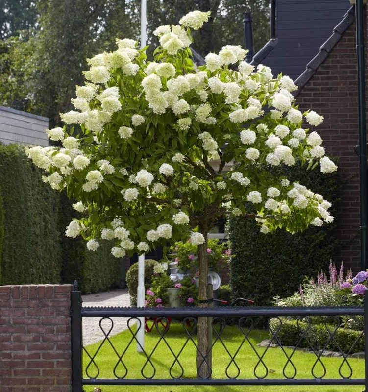 Lime Light Hydrangea Bare Root Plant - 2 Pack, 1-2 ft Tall, Outdoor Shrub Lime Light Hydrangea Bare Root Plant - 2 Pack, 1-2 ft Tall, Outdoor Shrub - Image 3