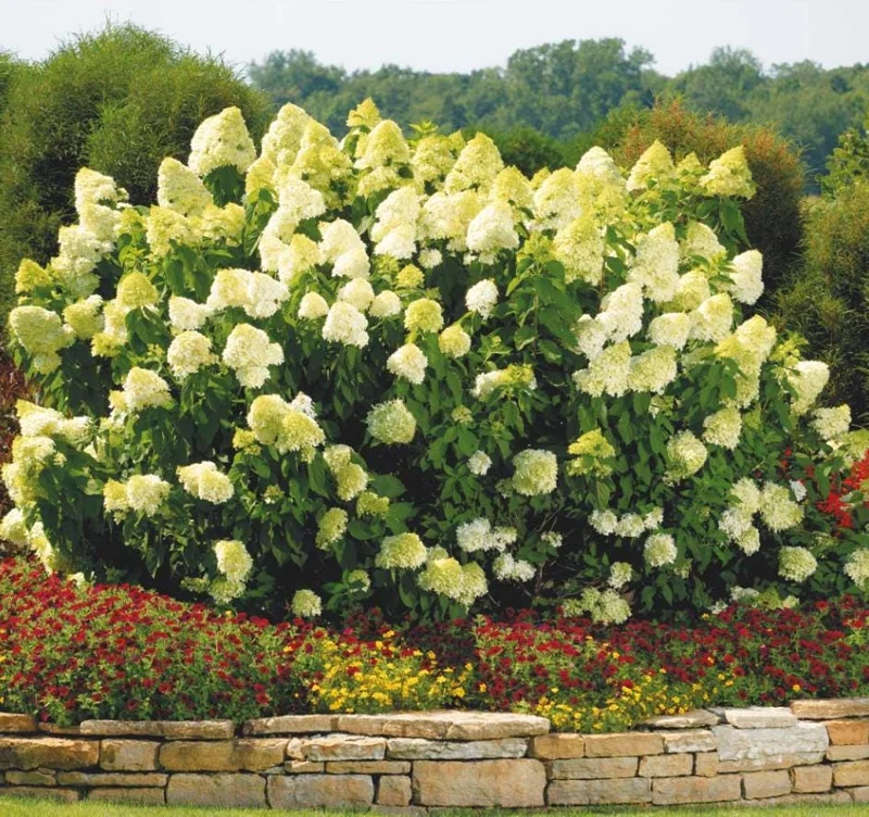 Lime Light Hydrangea Bare Root Plant - 2 Pack, 1-2 ft Tall, Outdoor Shrub Lime Light Hydrangea Bare Root Plant - 2 Pack, 1-2 ft Tall, Outdoor Shrub - Image 5