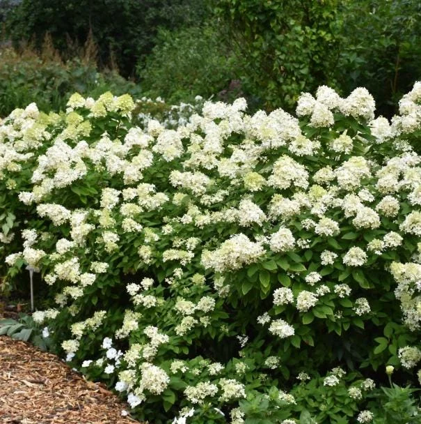 Lime Light Hydrangea Bare Root Plant - 2 Pack, 1-2 ft Tall, Outdoor Shrub Lime Light Hydrangea Bare Root Plant - 2 Pack, 1-2 ft Tall, Outdoor Shrub - Image 6