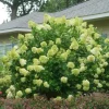 Lime Light Hydrangea Bare Root Plant - 2 Pack, 1-2 ft Tall, Outdoor Shrub Lime Light Hydrangea Bare Root Plant - 2 Pack, 1-2 ft Tall, Outdoor Shrub - Image 1