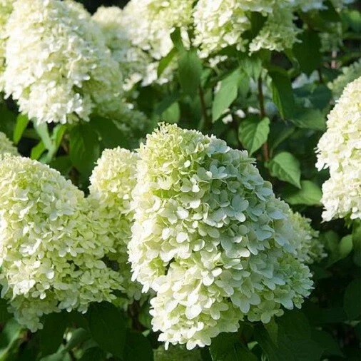 Lime Pink Hydrangea Paniculata Live Plant - 5-7 Inch Tall Bush in Pot - Image 2