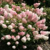 Lime Pink Hydrangea Paniculata Live Plant - 5-7 Inch Tall Bush in Pot - Image 1
