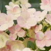 Lime White Salmon Hydrangea Plant - 5-7 Inch Tall Live Bush in Pot - Image 1