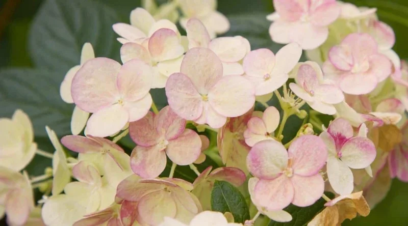 Lime White Salmon Hydrangea Plant - 5-7 Inch Tall Live Bush in Pot - Image 1