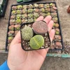 Lithops Live Plant – Assorted Living Stones – 2 inch Pot – Succulent Indoor - Image 1