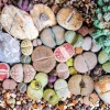 Lithops Live Plant - Rare Succulent in 2-inch Pot - Indoor - Image 1