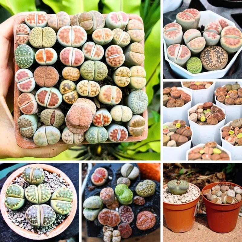 Lithops Live Plants - Colorful Living Stone Succulents (10-50 per order) Lithops Live Plants - Colorful Living Stone Succulents (10-50 per order) - Image 3