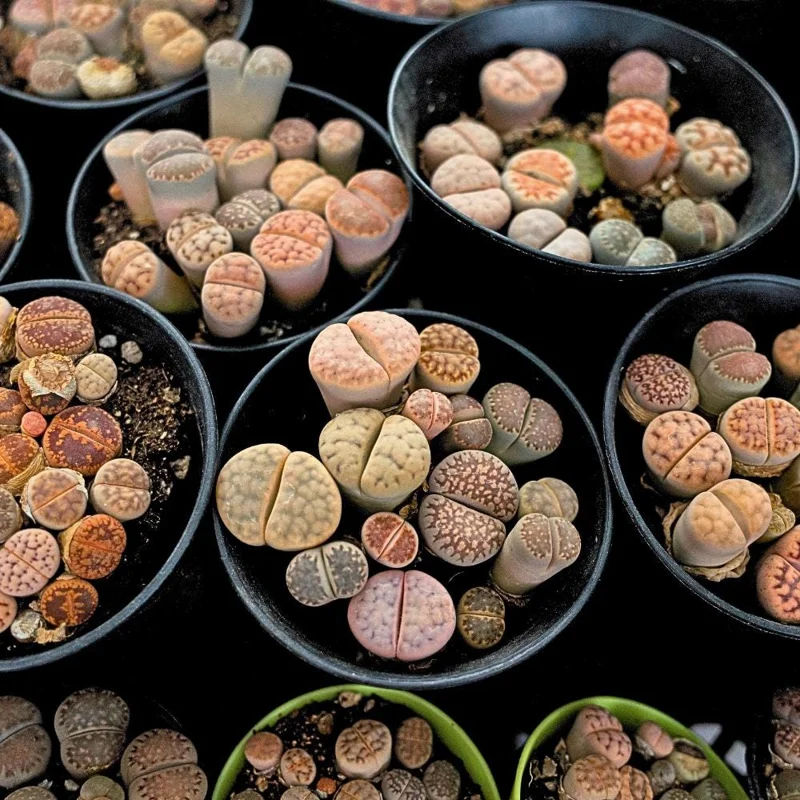 Lithops Live Plants - Colorful Living Stone Succulents (10-50 per order) Lithops Live Plants - Colorful Living Stone Succulents (10-50 per order) - Image 4