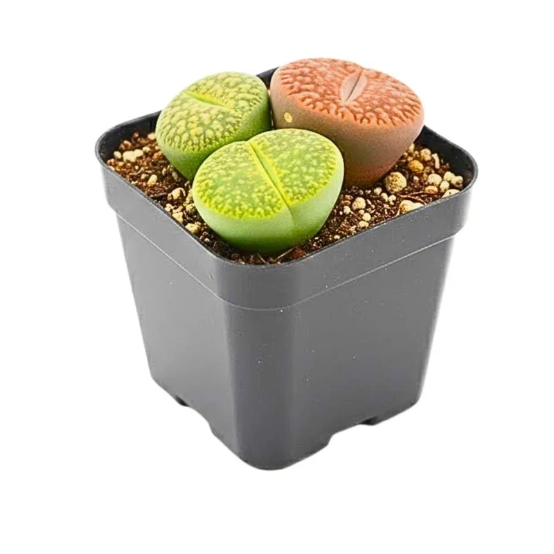 Lithops Live Plants - Colorful Living Stone Succulents (10-50 per order) Lithops Live Plants - Colorful Living Stone Succulents (10-50 per order) - Image 5