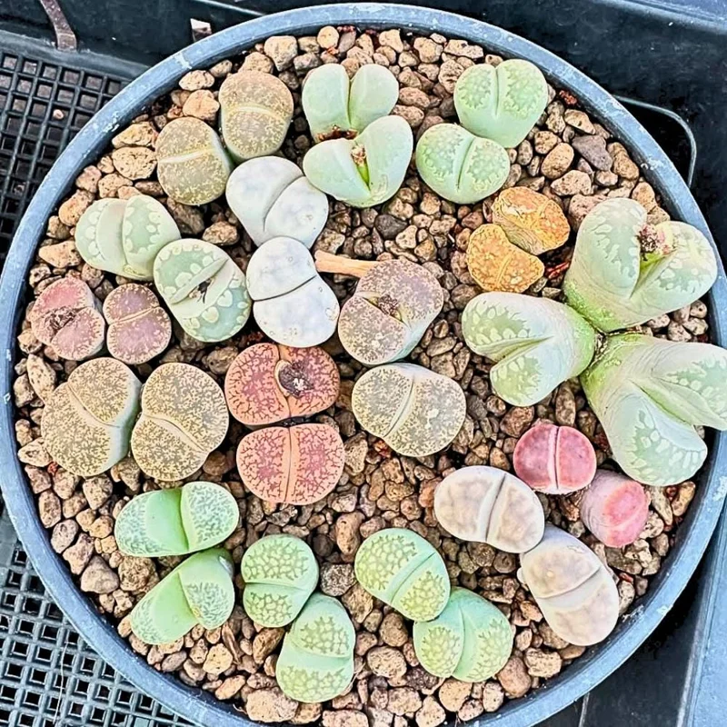 Lithops Live Plants - Colorful Living Stone Succulents (10-50 per order) Lithops Live Plants - Colorful Living Stone Succulents (10-50 per order) - Image 6