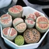 Lithops Live Plants - Colorful Living Stone Succulents (10-50 per order) Lithops Live Plants - Colorful Living Stone Succulents (10-50 per order) - Image 1