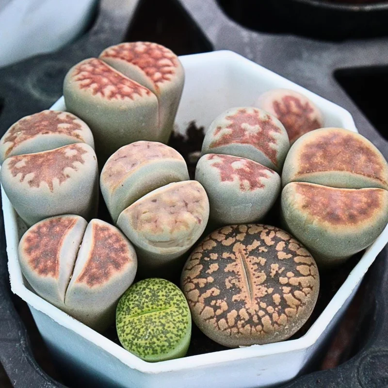 Lithops Live Plants - Colorful Living Stone Succulents (10-50 per order) Lithops Live Plants - Colorful Living Stone Succulents (10-50 per order) - Image 1