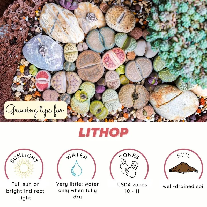 Lithops Seeds Mix - Living Stone Succulent Seeds for Planting - Image 2