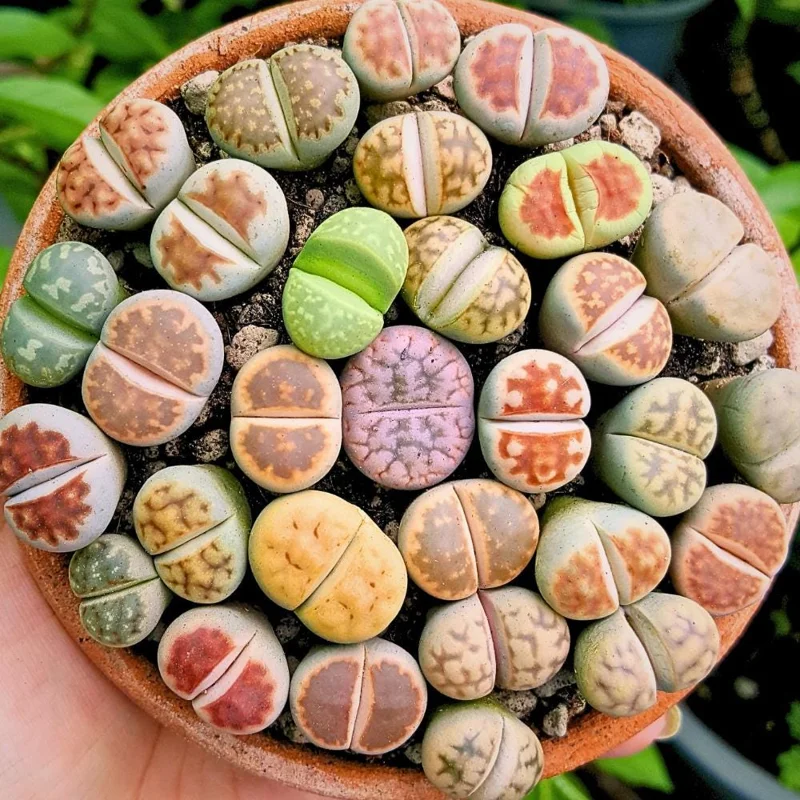 Lithops Seeds Mix - Living Stone Succulent Seeds for Planting - Image 1