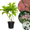 Little Quick Fire Hydrangea Tree Live Plant – Compact Shrub – Quart Pot – 1 Year Old – Outdoor - Image 1