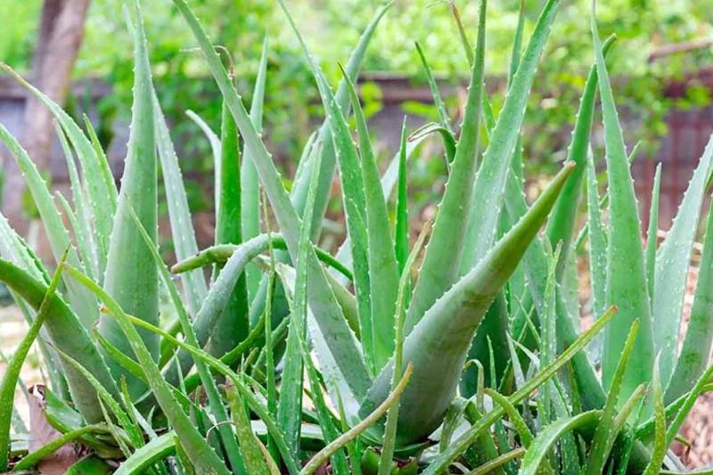 Live Aloe Vera Plant - Succulent - 4 Inch Pot - Indoor Outdoor Live Aloe Vera Plant - Succulent - 4 Inch Pot - Indoor Outdoor - Image 2