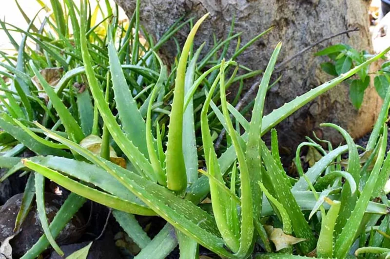 Live Aloe Vera Plant - Succulent - 4 Inch Pot - Indoor Outdoor Live Aloe Vera Plant - Succulent - 4 Inch Pot - Indoor Outdoor - Image 3