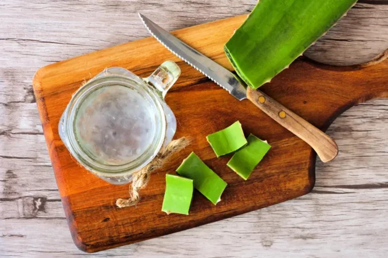 Live Aloe Vera Plant - Succulent - 4 Inch Pot - Indoor Outdoor Live Aloe Vera Plant - Succulent - 4 Inch Pot - Indoor Outdoor - Image 4