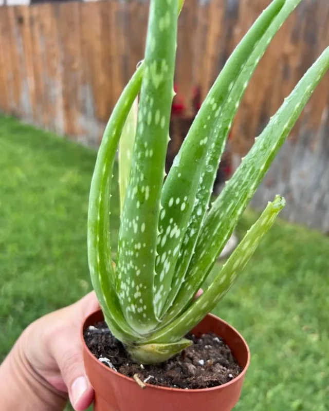 Live Aloe Vera Plant - Succulent - 4 Inch Pot - Indoor Outdoor Live Aloe Vera Plant - Succulent - 4 Inch Pot - Indoor Outdoor - Image 5