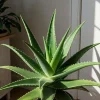 Live Aloe Vera Plant - Succulent - 4 Inch Pot - Indoor Outdoor Live Aloe Vera Plant - Succulent - 4 Inch Pot - Indoor Outdoor - Image 1