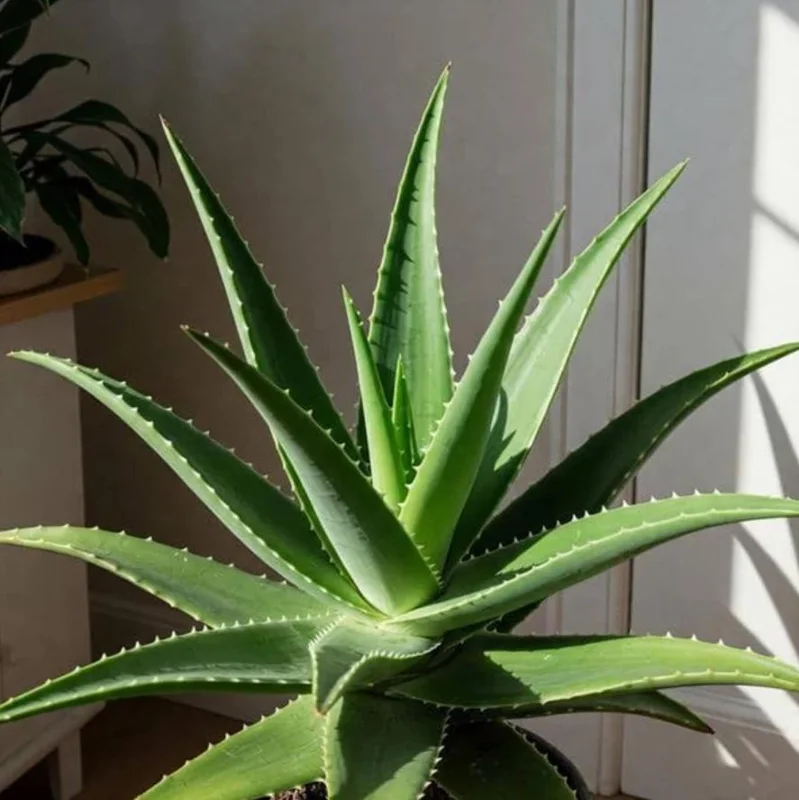 Live Aloe Vera Plant - Succulent - 4 Inch Pot - Indoor Outdoor Live Aloe Vera Plant - Succulent - 4 Inch Pot - Indoor Outdoor - Image 1