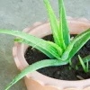 Live Aloe Vera Plants - Set of 2 Succulent Seedlings - 4 Inch Pots - Indoor/Outdoor Live Aloe Vera Plants - Set of 2 Succulent Seedlings - 4 Inch Pots - Indoor/Outdoor - Image 1