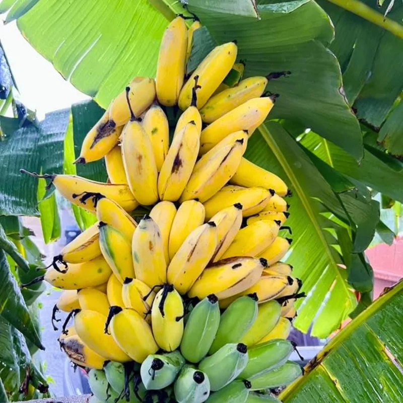 Live Banana Plant 4-6 Inch Tall - Tropical Indoor/Outdoor Tree - Image 2