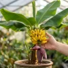 Live Banana Plant 4-6 Inch Tall - Tropical Indoor/Outdoor Tree - Image 1