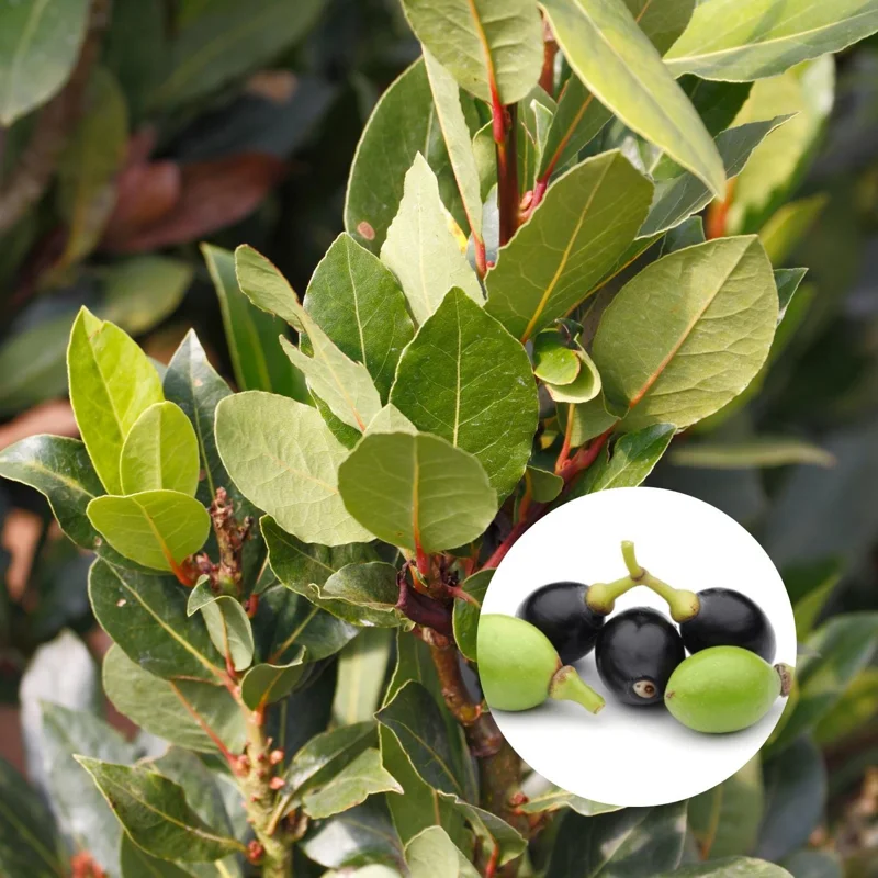 Live Bay Leaf Plant (Laurus Nobilis) - Culinary Herb, 4-6 Inches Tall Live Bay Leaf Plant (Laurus Nobilis) - Culinary Herb, 4-6 Inches Tall - Image 3