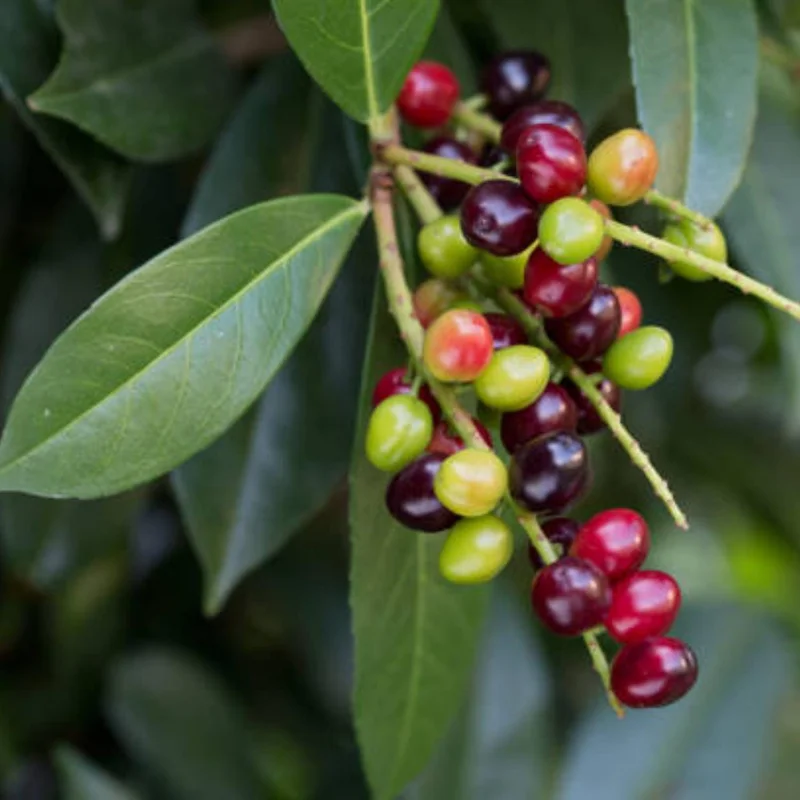 Live Bay Leaf Plant (Laurus Nobilis) - Culinary Herb, 4-6 Inches Tall Live Bay Leaf Plant (Laurus Nobilis) - Culinary Herb, 4-6 Inches Tall - Image 6