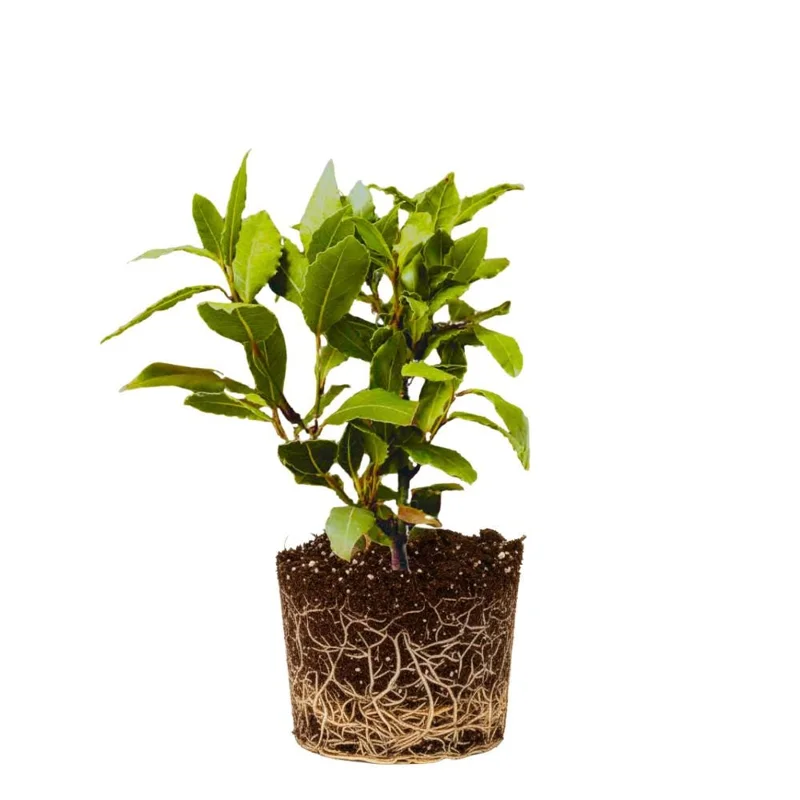 Live Bay Leaf Plant (Laurus Nobilis) - Culinary Herb, 4-6 Inches Tall Live Bay Leaf Plant (Laurus Nobilis) - Culinary Herb, 4-6 Inches Tall - Image 1