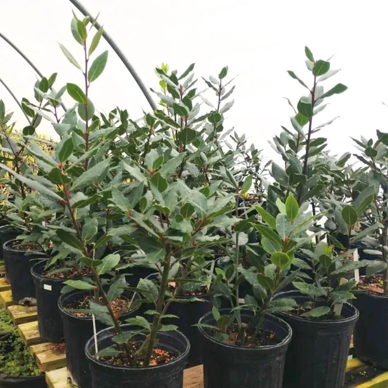 Live Bay Leaf Plant (Laurus Nobilis) - Culinary Herb, 4-6 Inches Tall Live Bay Leaf Plant (Laurus Nobilis) - Culinary Herb, 4-6 Inches Tall - Image 7