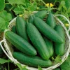 Live Cucumber Seedlings – 2 Plants Per 4-Inch Pot – 6-8 Inch Tall Edible Vegetable Plants for Outdoor Garden - Image 1