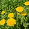Live Dandelion Herb Plant – Taraxacum officinale – 4 Inch Pot – Edible Live Dandelion Herb Plant – Taraxacum officinale – 4 Inch Pot – Edible - Image 1
