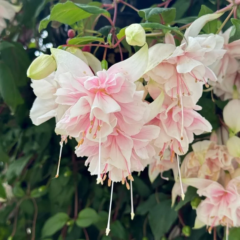 Live Fuchsia Plant 4-6 Inch Tall – Colorful Flowering Shrub for Garden - Image 1