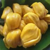 Live Jackfruit Plant – Tropical Fruit Tree – 4 Inch Pot – 8-10 Inch Tall - Image 1