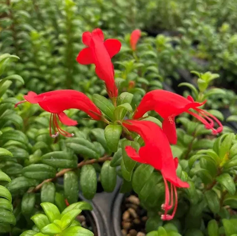 Live Lipstick Plant - 10 inch Tropical Indoor Plant in 3.5 inch Pot - Foliage Houseplant Live Lipstick Plant - 10 inch Tropical Indoor Plant in 3.5 inch Pot - Foliage Houseplant - Image 3