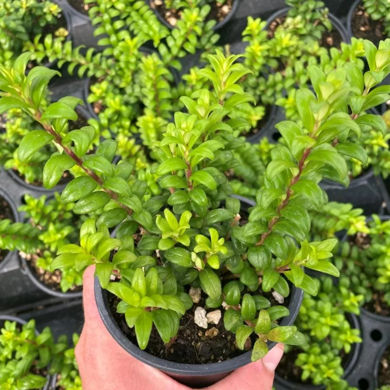 Live Lipstick Plant - 10 inch Tropical Indoor Plant in 3.5 inch Pot - Foliage Houseplant Live Lipstick Plant - 10 inch Tropical Indoor Plant in 3.5 inch Pot - Foliage Houseplant - Image 4