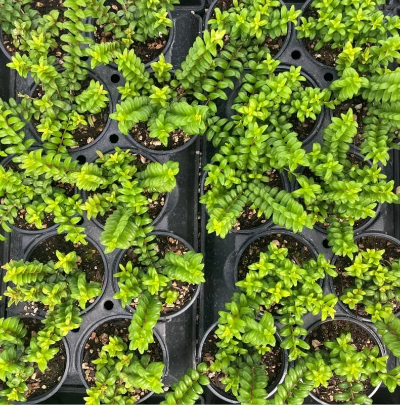 Live Lipstick Plant - 10 inch Tropical Indoor Plant in 3.5 inch Pot - Foliage Houseplant Live Lipstick Plant - 10 inch Tropical Indoor Plant in 3.5 inch Pot - Foliage Houseplant - Image 5