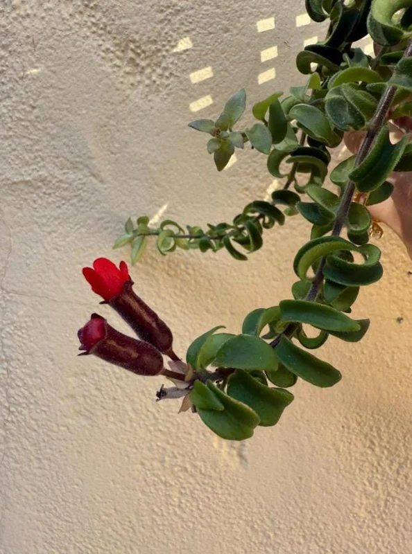 Live Lipstick Plant - 10 inch Tropical Indoor Plant in 3.5 inch Pot - Foliage Houseplant Live Lipstick Plant - 10 inch Tropical Indoor Plant in 3.5 inch Pot - Foliage Houseplant - Image 6