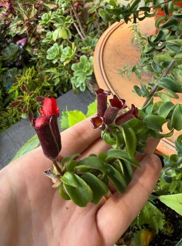 Live Lipstick Plant - 10 inch Tropical Indoor Plant in 3.5 inch Pot - Foliage Houseplant Live Lipstick Plant - 10 inch Tropical Indoor Plant in 3.5 inch Pot - Foliage Houseplant - Image 7