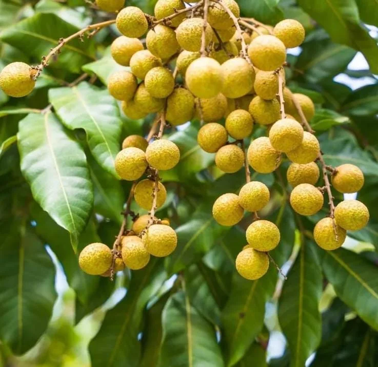 Live Longan Plant - Tropical Fruit Tree in 4-Inch Pot - 8-10 Inch Tall Live Longan Plant - Tropical Fruit Tree in 4-Inch Pot - 8-10 Inch Tall - Image 2