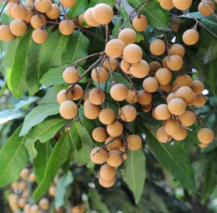 Live Longan Plant - Tropical Fruit Tree in 4-Inch Pot - 8-10 Inch Tall Live Longan Plant - Tropical Fruit Tree in 4-Inch Pot - 8-10 Inch Tall - Image 3