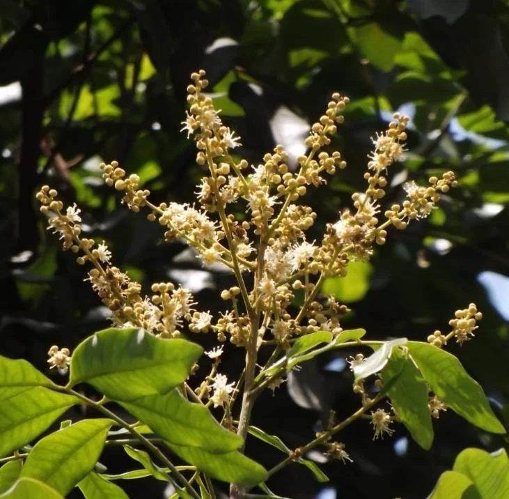Live Longan Plant - Tropical Fruit Tree in 4-Inch Pot - 8-10 Inch Tall Live Longan Plant - Tropical Fruit Tree in 4-Inch Pot - 8-10 Inch Tall - Image 4